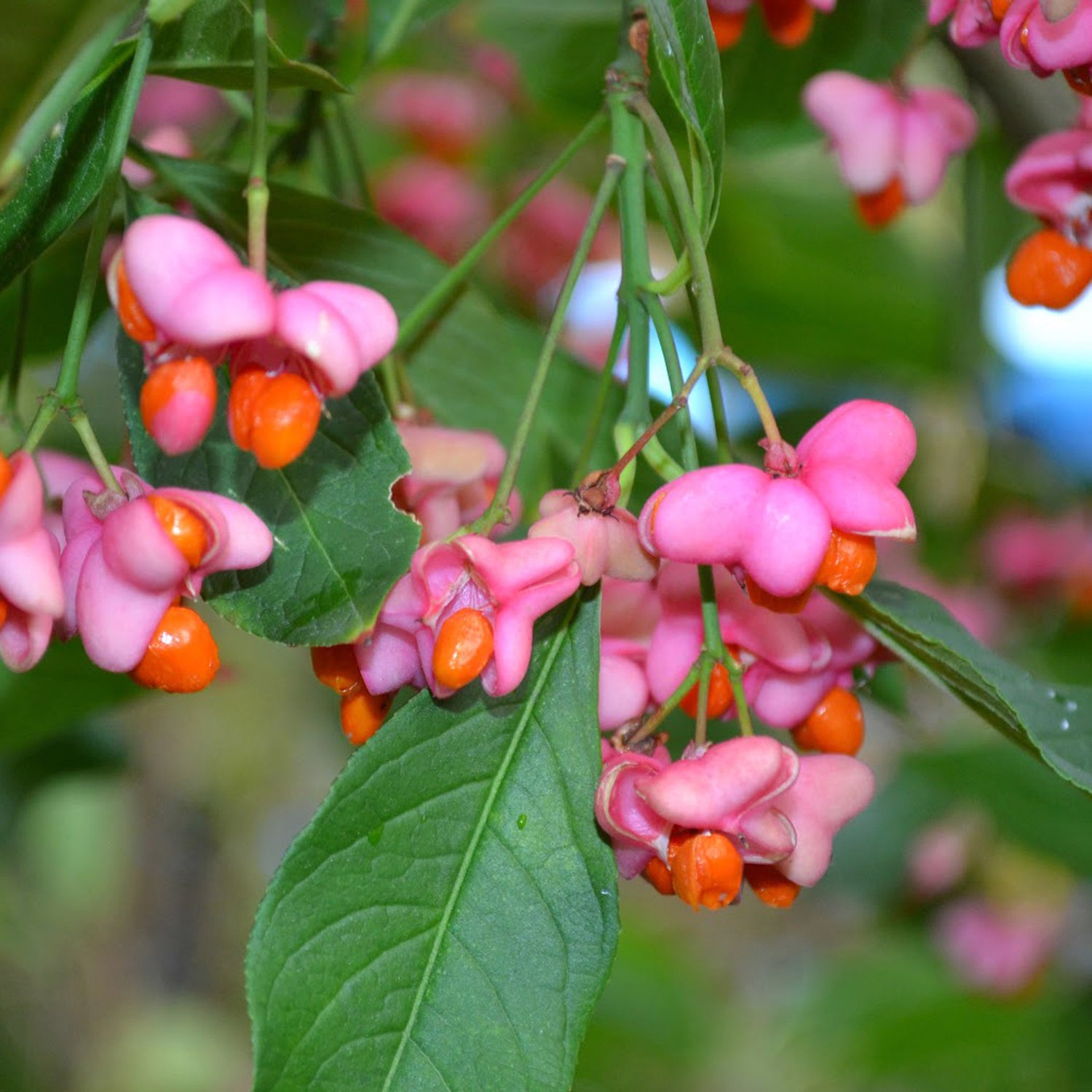 Euonymus растение